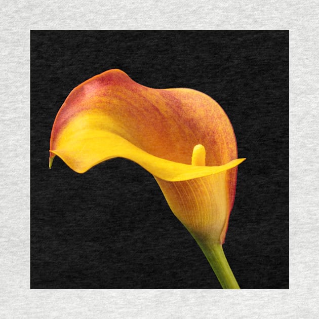 Single Red And Yellow Calla Lily by photogarry